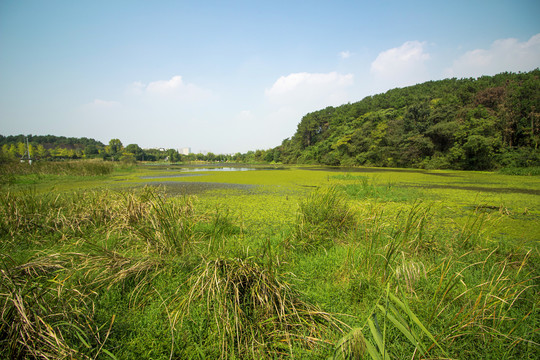 武汉藏龙岛国家湿地公园水塘风景