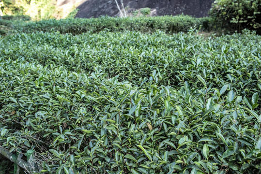 大红袍景区