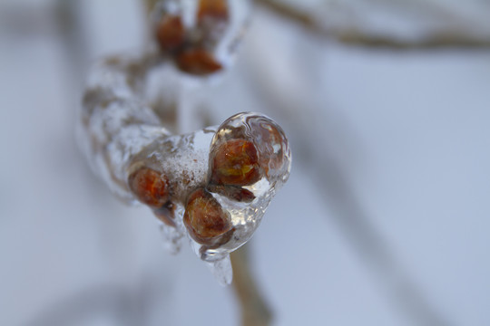 冻雨