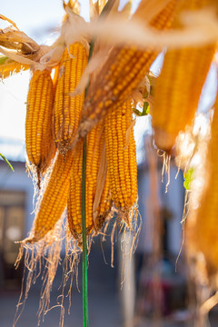 玉米收获秋收
