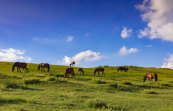内蒙古草原上的马群