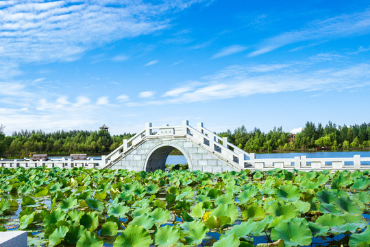 北湖湿地枫晚桥