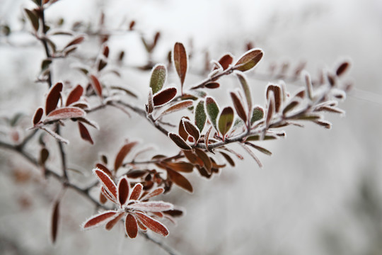 冰雪树挂