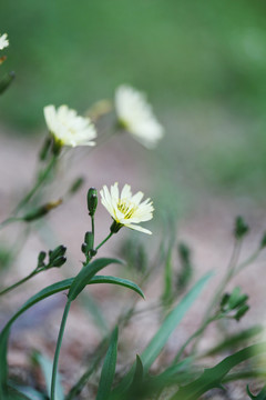 苦菜花