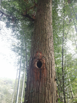 啄木鸟挖的树洞