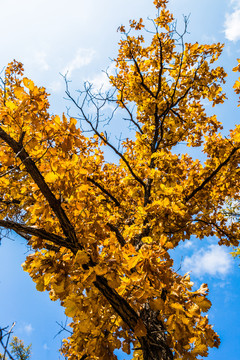 秋天的蒙古栎柞树