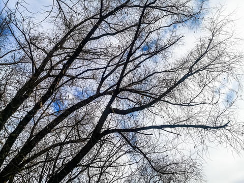 冬季大树树枝