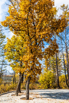 秋季金色柞树蒙古栎