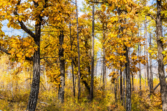 秋季金色柞树蒙古栎