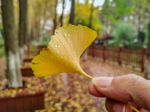 黄色银杏林背景