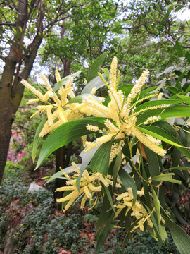 相思树花