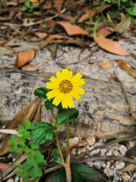 蟛蜞菊