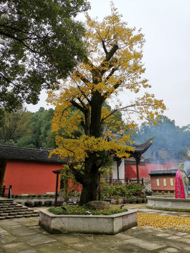 南北湖云岫庵千年银杏树