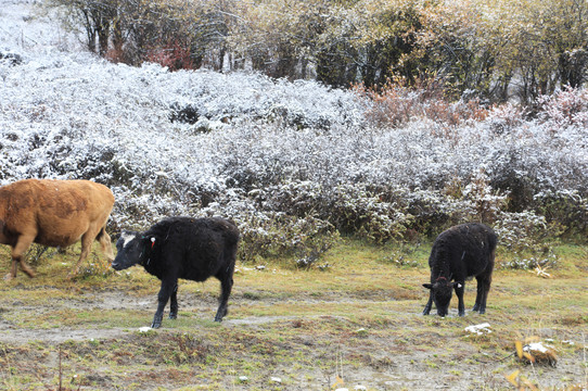 草原雪域风光