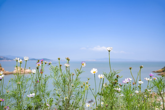 大海海洋