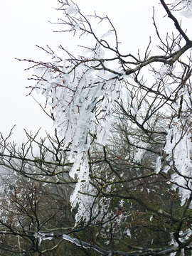 雪树