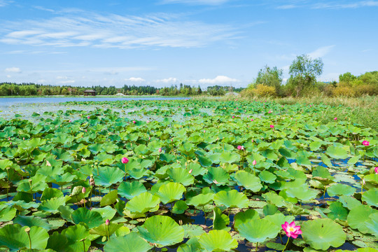 湿地荷花湖