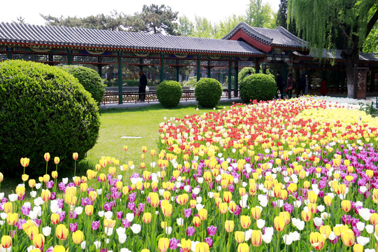 景观园林北京中山公园