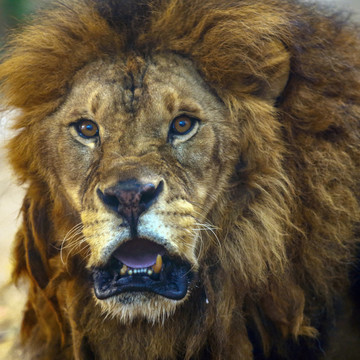 王城动物园狮子