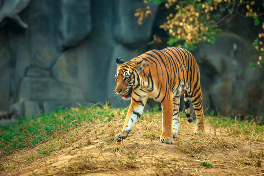 王城动物园老虎