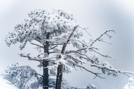 大雪下的松树