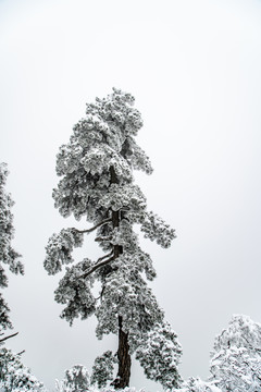 大雪下的松树