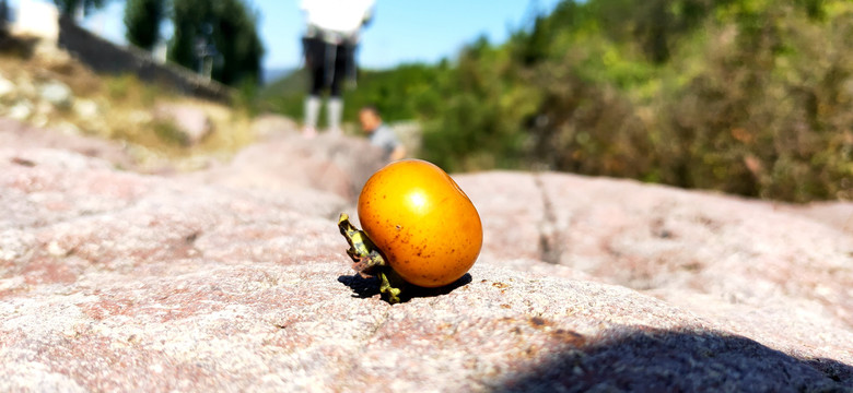 岩石上的柿子
