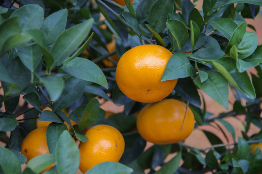 黄橙橙的橘子