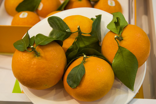 象山柑橘橘子素材