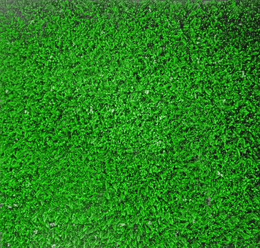 绿化墙面