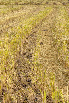 水稻收割丰收场景
