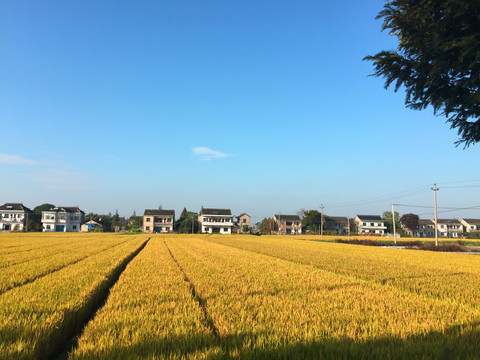 新农村建设金色的稻田