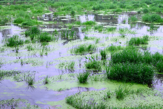 湖泊水草湿地风光