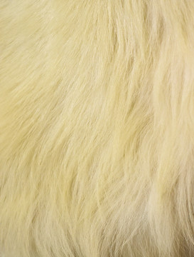 北极熊毛皮背景素材
