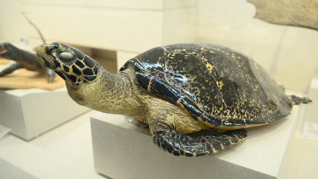 绿海龟标本