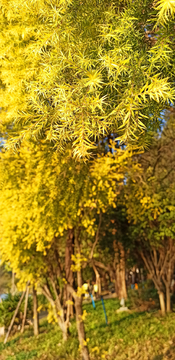 秋冬落日映衬下的金黄色树叶