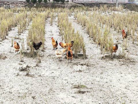 稻田鸡