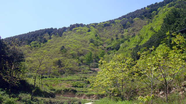 绿色山林背景