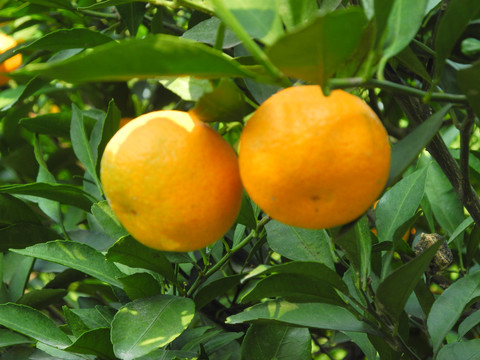 柑橘园