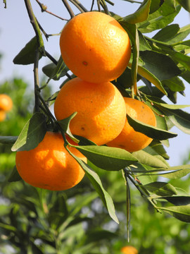 柑橘园