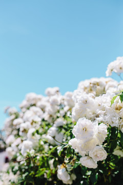白色月季花