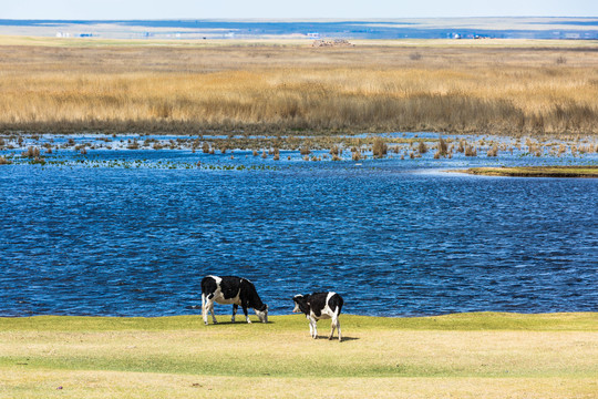 春季湖泊湿地牛群