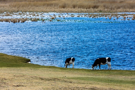 春季草原湿地牛群