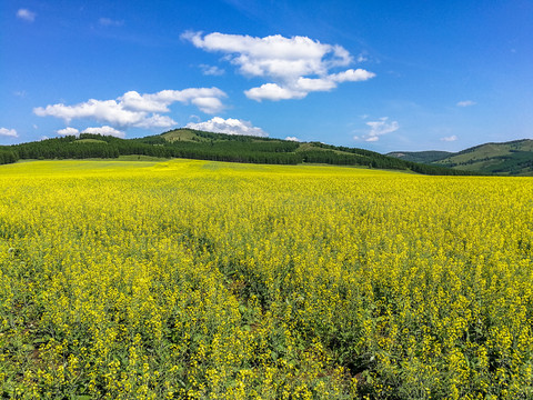 大兴安岭油菜花