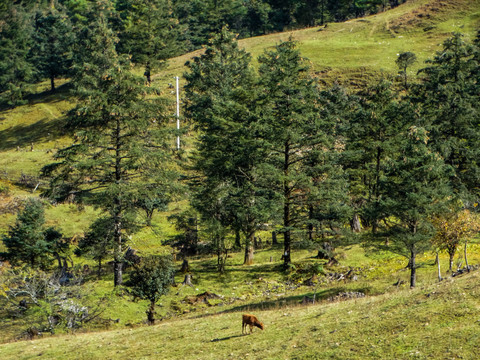 高山牧场