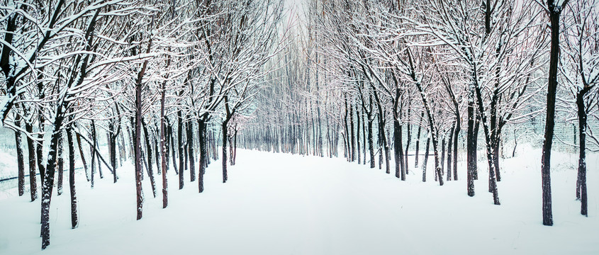 冬雪树林