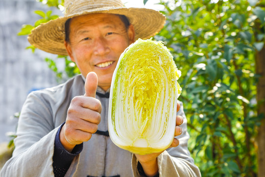 大白菜