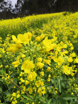 油菜花