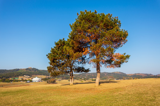 两棵松树