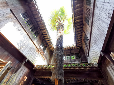 老宅子天井院落中的棕榈树